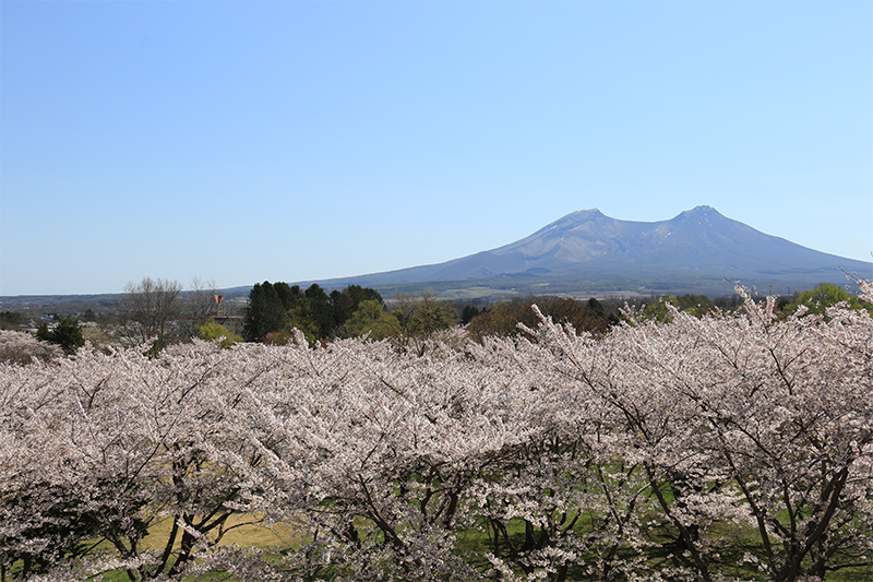 駒ヶ岳（桜）.jpg