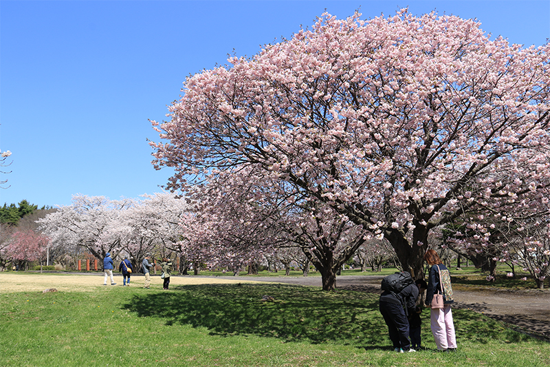 公園（桜）.jpg