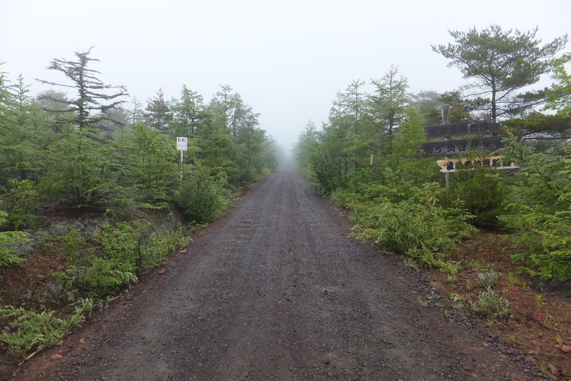 道の両側に緑の木々が生い茂った登山道を写した写真