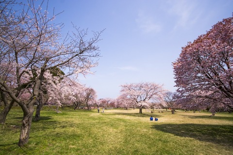緑色の芝生の敷地に、満開の桜の木々がある広場の写真
