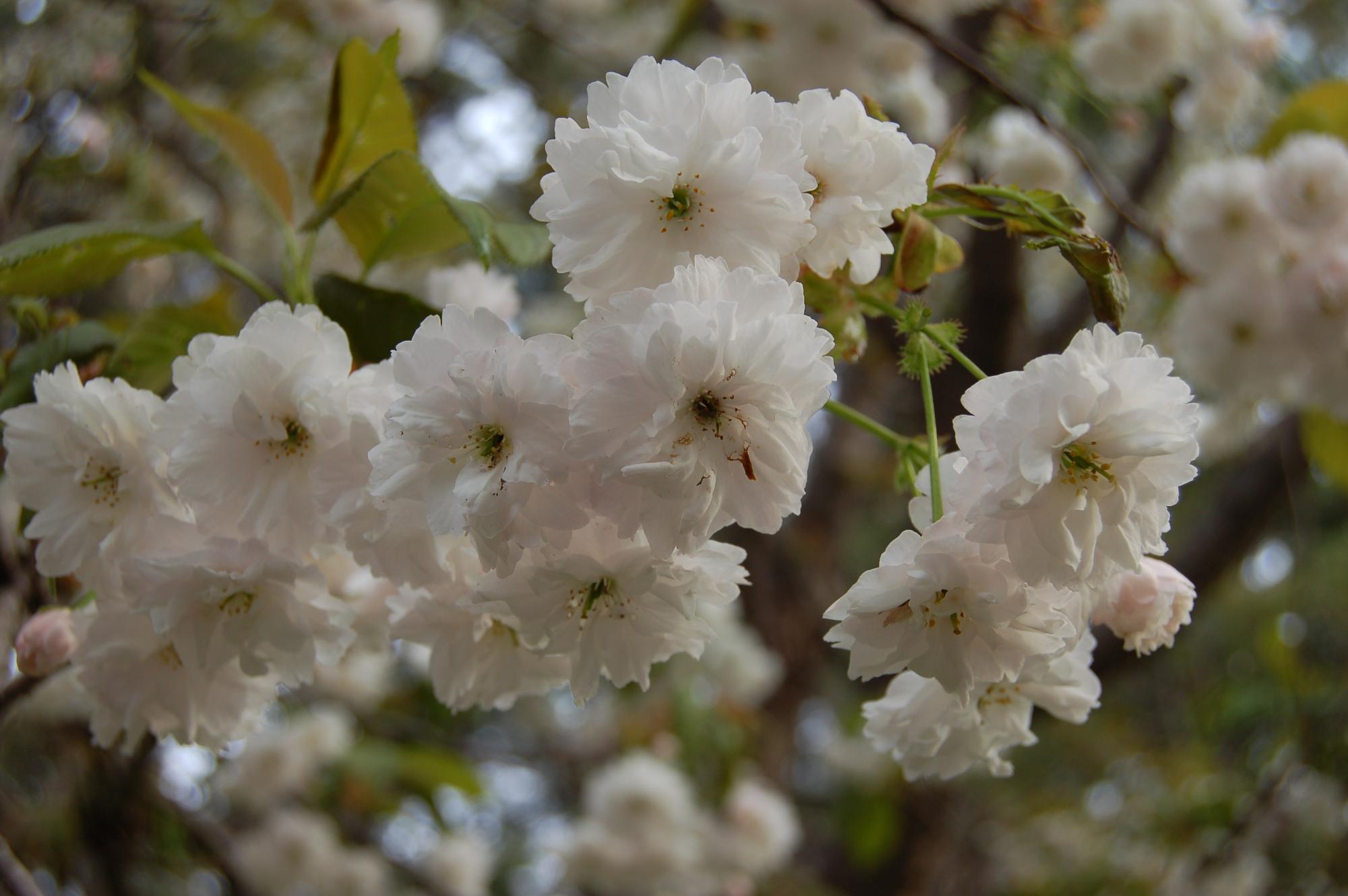 新種のさくら１